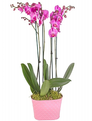 orkideler-pembe-seramik-